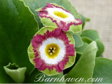 Primula auricula DONNA CLANCY